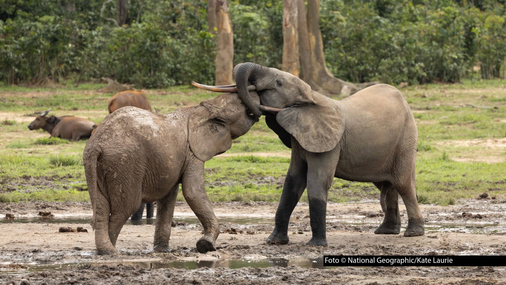 HP_Wilde Erde Afrika_Foto_National Geographic_Kate Laurie